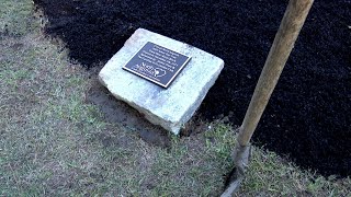 North Augusta plants tree honoring late city director at Arbor Day celebration