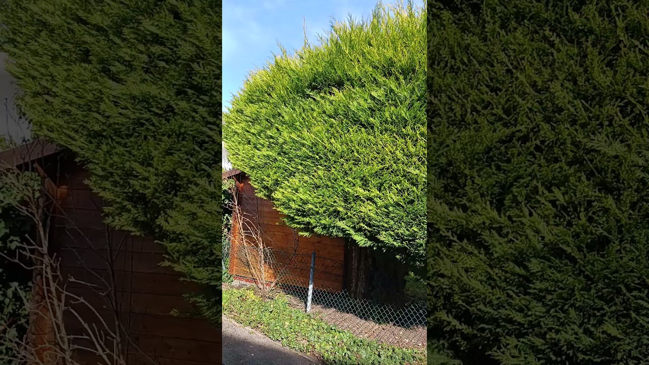 Living Hedge of Thuja