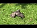 Nature is scary - Hawk/Falcon vs. Magpie