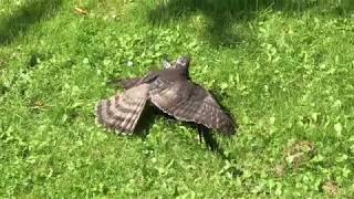 Nature is scary - Hawk/Falcon vs. Magpie