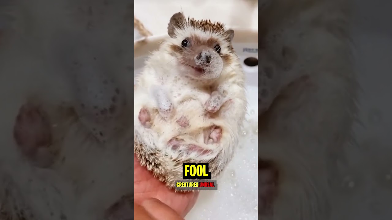 Hedgehog ran off with my heart!! 🦔😍😍 