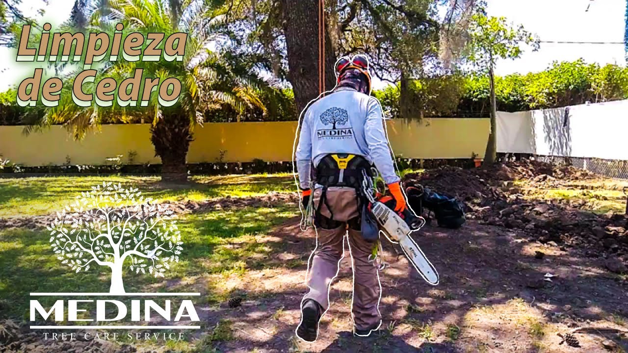 Como podar un Cedro / Limpieza de cedro
