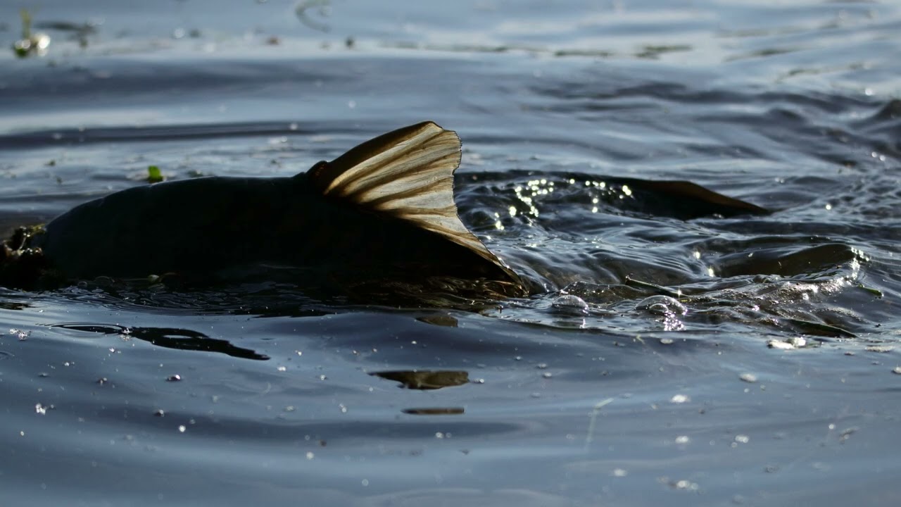 Etang de Chancelade fraie carpes mai 2020