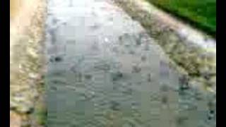 Patos en rio esgueva de valladolid