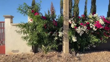 سورة الزلزلة مكررة