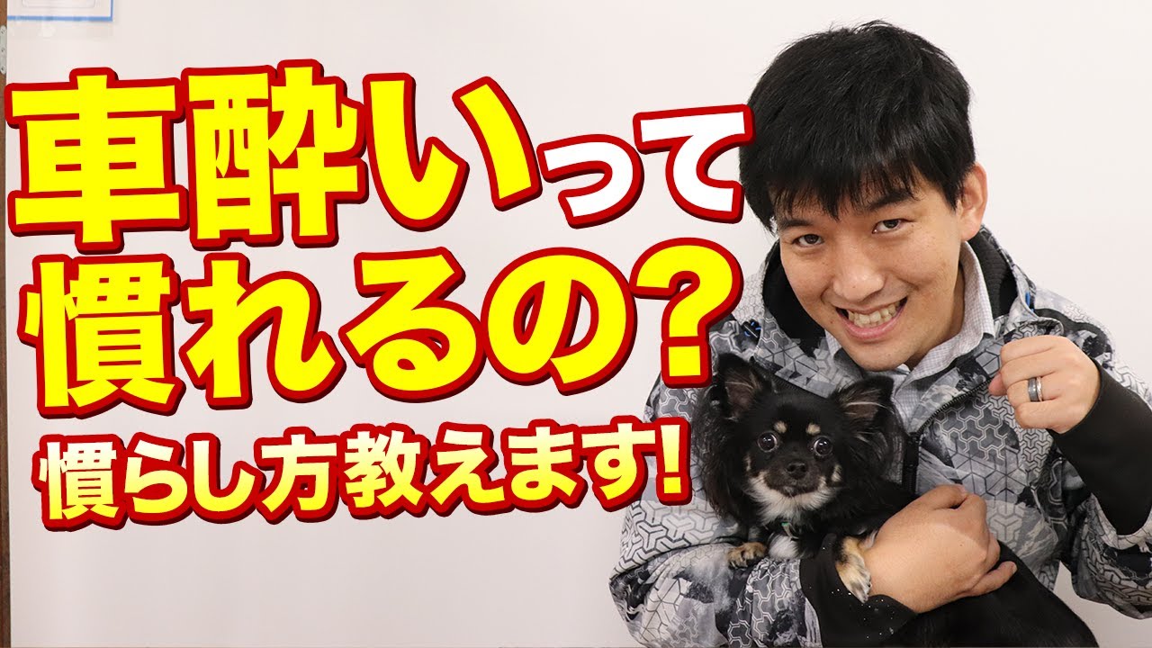 愛犬の車酔いって慣れるの 慣らし方お教えします Youtube