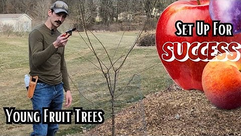 How to Prune Young Fruit Trees - Apple, Peach, Plum