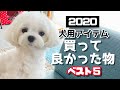 【2020年】買って良かった物ベスト５！（犬用アイテム・犬グッズ・犬用品）【マルチーズ】