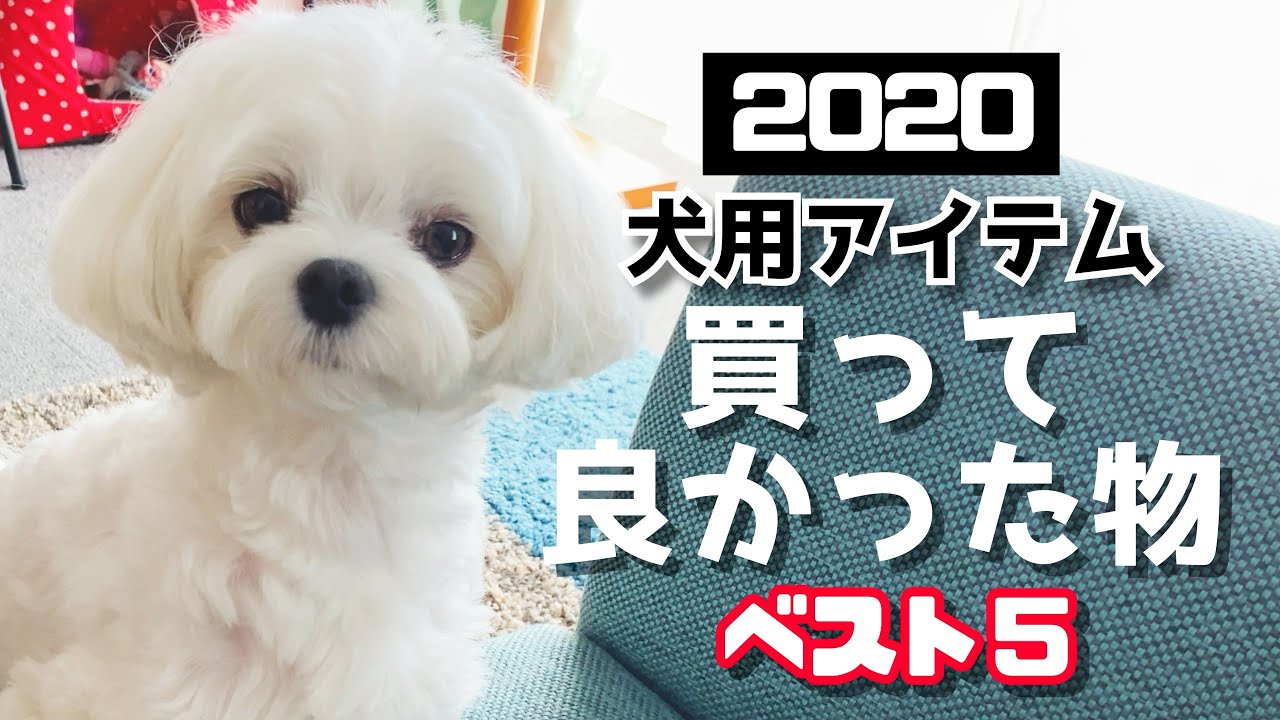 【2020年】買って良かった物ベスト５！（犬用アイテム・犬グッズ・犬用品）【マルチーズ】