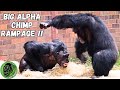 Watch the epic showdown carlos takes control in alpha chimpanzee battle