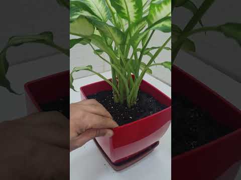 موت النباتات يعد شراءها من المشتل