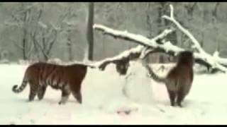 Ho an thit nguoi tuyet - tigers eat snowman