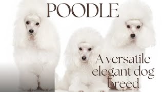 Poodle : A versatile elegant dog breed by FurryFriends 516 views 3 months ago 7 minutes, 27 seconds