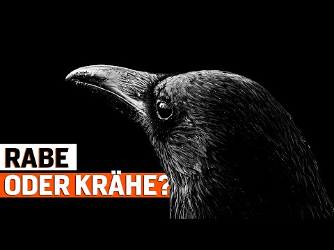 Rabe oder Krähe: 5 Spannende Fakten über Rabenvögel