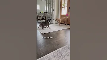 Knock Knock Oso Koa Cutedog Funnydog Americanbully Dogshorts Dogs 