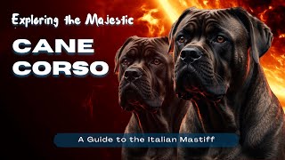 Exploring the Majestic Cane Corso: A Guide to the Italian Mastiff #CaneCorso #ItalianMastiff by PETs LIKERS 14,768 views 2 months ago 13 minutes