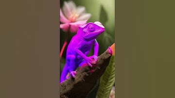 chameleon with vibrant color #cool #interesting