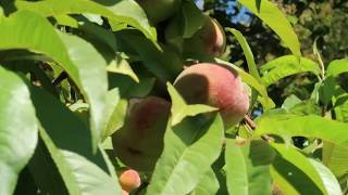 Growing a 4 in 1 Peach Tree update/ Tips and Care / #peachtree ##containergarden  #ediblegarden