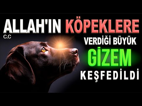 SUBHANALLAH! ALLAH'IN KÖPEKLERE VERDİĞİ BÜYÜK GİZEM KEŞFEDİLDİ