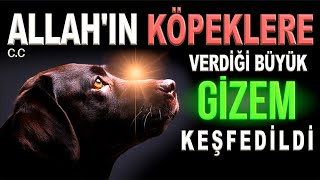 SUBHANALLAH! ALLAH'IN KÖPEKLERE VERDİĞİ BÜYÜK GİZEM KEŞFEDİLDİ