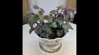 Purple Velvet Plant (Gynura) Care: What to Know