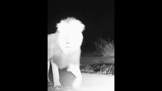 Total, the Masungulu male Lion at Naledi's Cateye Pan  Slowed down