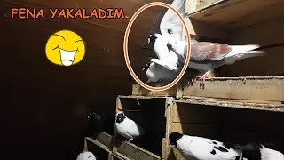 KÜMESE GECE BASKINI FENA HALDE YAKALADIM :)