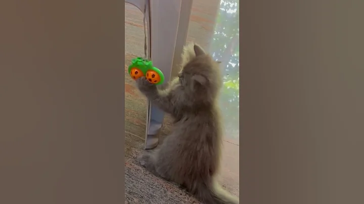 Watch the video about Cute baby persian cat #semi kitchen elamkulam