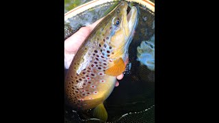 Wypasiony pstrąg potokowy na ultralight...09-05-2024 r. Brown Trout caught with ultralight...