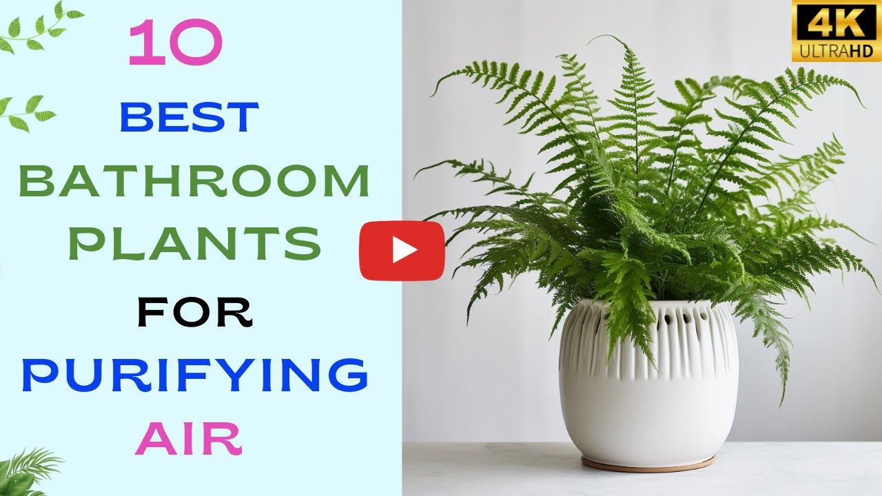 10 Best Bathroom Plant for Purifying Air | Bathroom Plants Need No ...