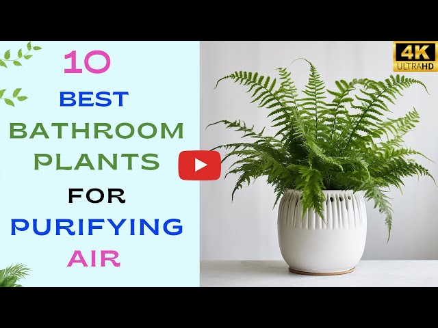 10 Best Bathroom Plant for Purifying Air | Bathroom Plants Need No Sunlight  | Bathroom Indoor Plants - YouTube