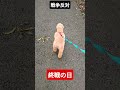 #トイプードル #シニア犬