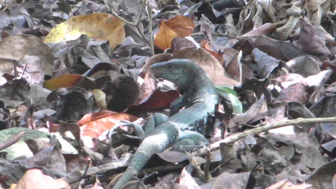 camera iphone 8 plus apk Ameiva Lizard, Dominica