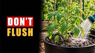 Here’s the Truth About Flushing Your Plants