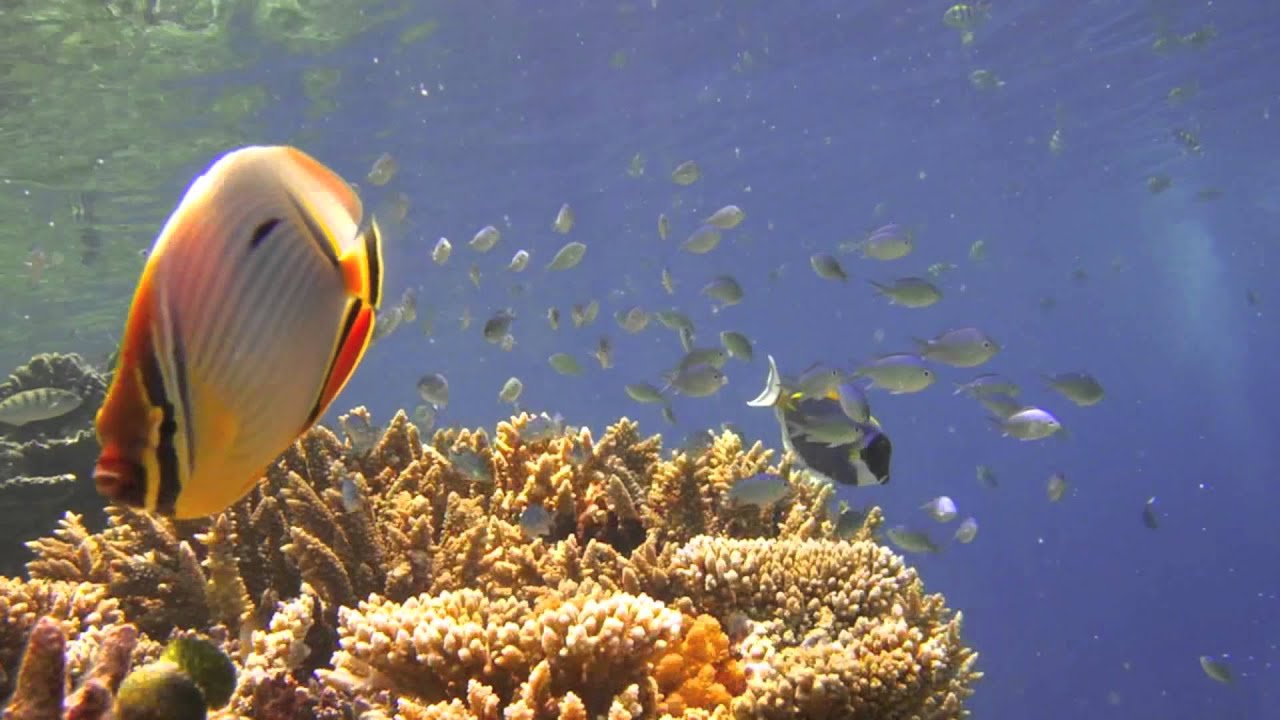 Top Reef by Ihurufunna