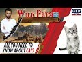 All you need to know about Cats | Wild Pets with Aun 3rd November 2019