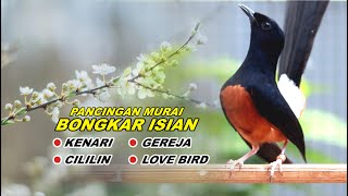 MURAI ISIAN CILILIN SAMBUNG KENARI bikin MURAI BATU GACOR bongkar isian Eps.10