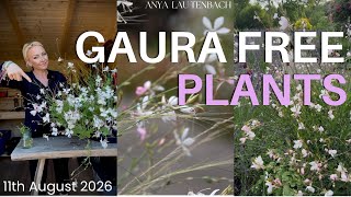Gaura for FREE - top tips