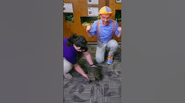 3, 2, 1, Go! Tortoise and the Hare Race with Blippi! #Blippi #Race