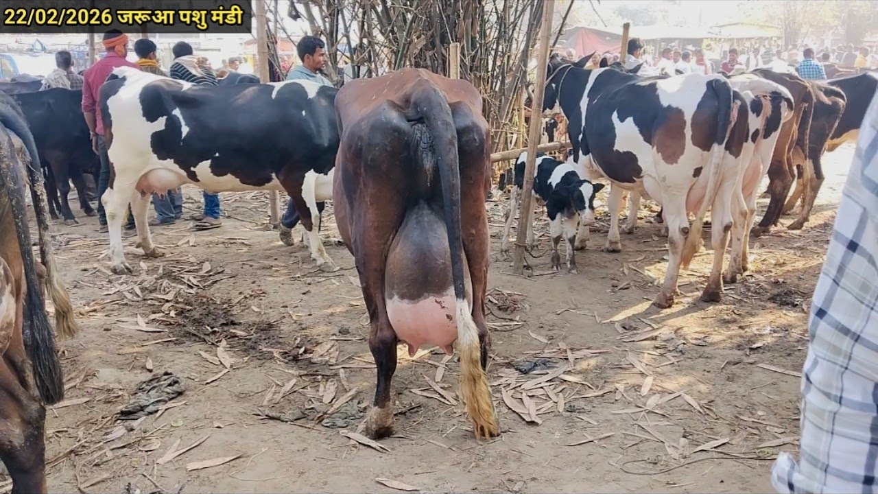 आज जरूआ पशु मंडी में 20 लीटर दूध वाली गाय बिकने के लिए आई है #cowmarket #dairyfarm