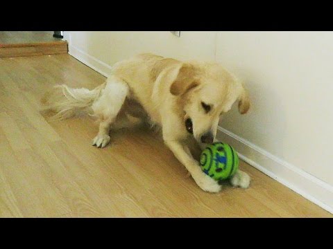 the-most-annoying-dog-toy-in-the-world!-(super-cooper-sunday-#47)