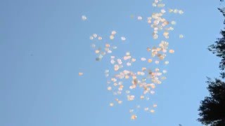 Запуск шаров на свадьбе. Все желания обязательно сбудутся! Запуск шаров на свадьбе. Все желания обязательно сбудутся!