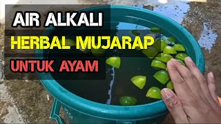 CARA BUAT AIR ALKALI UNTUK AYAM