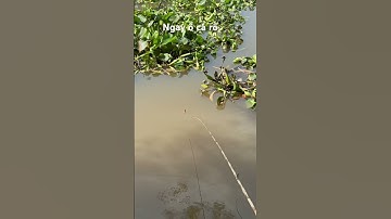 Quá trời cá rô đồng #thápmườiquêtôi #fishing #cauca #câucárôđồng