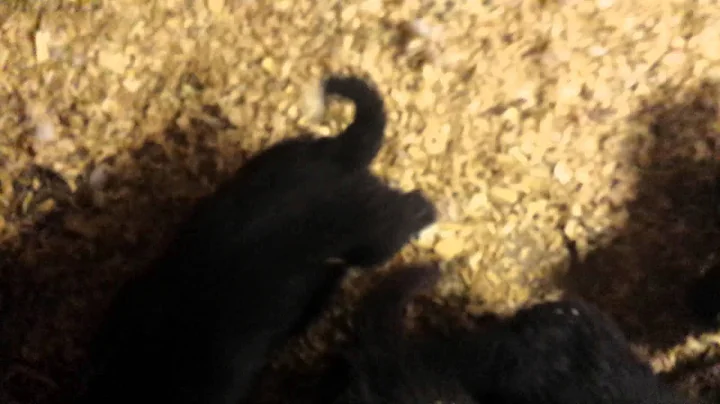 Newfie Babies . Com