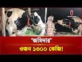 জামালপুরে ১৩০০ কেজির ‘জমিদার’: গরুটি দেখতে মানুষের ভিড় | Big Cow | Independent TV