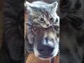 Funny animal videos 2023🤣 Funny cat videos🐈 and dogs🐕 Funny videos Part 4 #shorts #cats #dogs