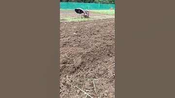 Proses menanam ubi madu/ubi cilembu madu