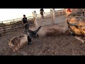 TUCSON AZ BULL RIDING PRACTICES