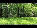 숲속 소리와 함께 듣는 피아노 찬양 (3시간) | Forest Sounds Piano Worship | 찬양 묵상 by 미니뮤직 (중간광고없음)